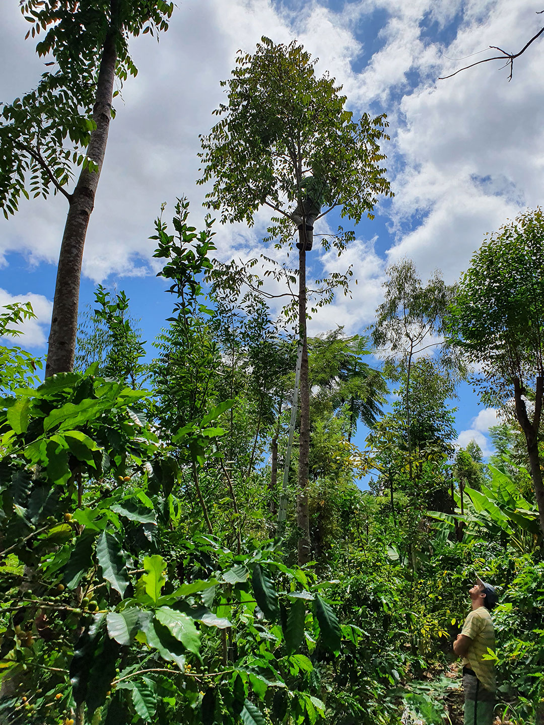 Olhando um bom trabalho na floresta